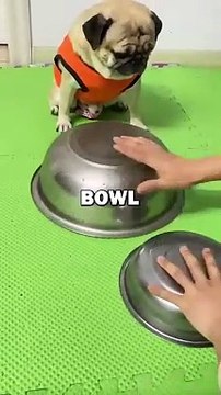 DOG GETS TRICKED! #pets #doglover #dogs #cuteanimals #cute #funny #animalstoriesDOG GETS TRICKED! #pets #doglover #dogs #cuteanimals #cute #funny #animalstories