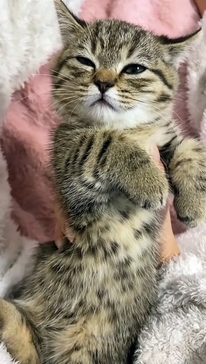 2024 best animals videos #cutecatvideos #funnycatvideos #cuteanimals #funny #reels #shortsvideo  #shorts #animal #funny animals #cat #animals #fyp