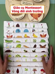 Montessori Teaching Aids Life Cycle CS3 Educational Toys