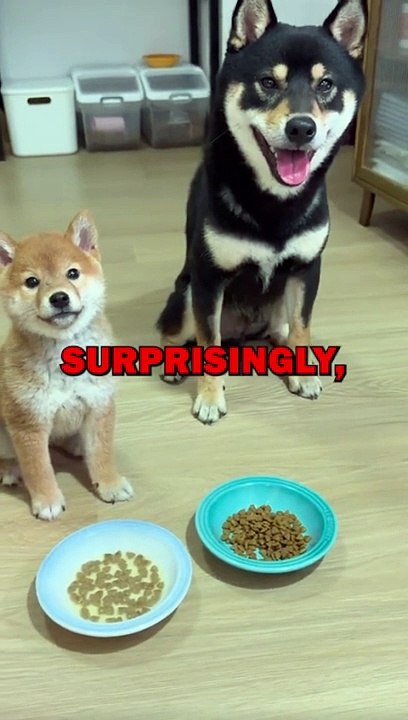 DOGGY BROTHERS! #animalstories #pets #funnyanimals #animals #cutedog #cute #dogs #dogloverDOGGY BROTHERS! #animalstories #pets #funnyanimals #animals #cutedog #cute #dogs #doglover (1)