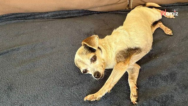 Après un passé trouble et un sauvetage in extremis, cette chienne senior peut-elle encore trouver une famille ?