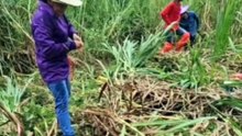 Napier, Flexible Biomass Utilization by Cinjun Thailand