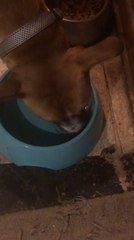 Tải video: Dog Attempts to Fish out Food From Water Bowl