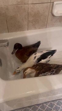 Ducks Gather in Bathtub to Drink Water From Faucet