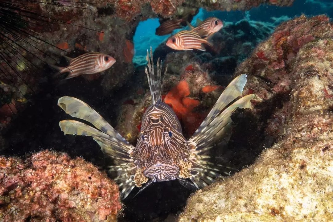 Dalış turizminin gözdesi Kaş’tan muhteşem su altı görüntüleri