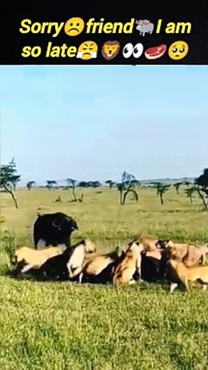 Iam late☹️ | lion vs baffalo | lion attack | cute lion cubs | #trending #animal #wild
