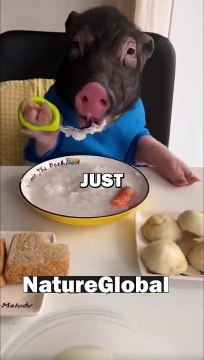 PIGGY LIVES LIKE A QUEEN! #animalstories #pets #funnyanimals #animals #cute #pigPIGGY LIVES LIKE A QUEEN! #animalstories #pets #funnyanimals #animals #cute #pig