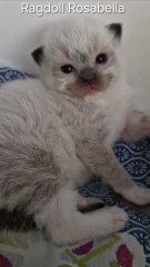 Rosabella YOKO, mâle ragdoll seal point mitted né le 10 octobre 2024 Disponible