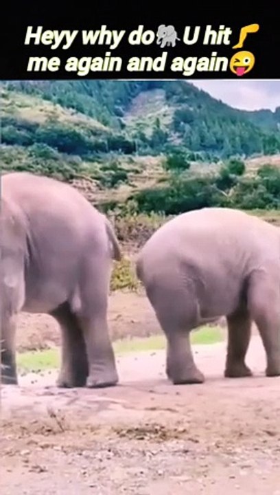 Funny video | cute baby elephant | elephant attack | #animals #trending #nature