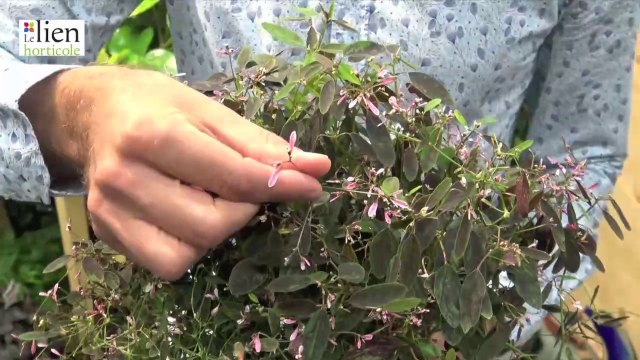 Double récompenses pour l’entreprise Haberschill au concours Innovert 2024