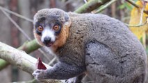 Ultra-Rare Species Transferred to UK Zoo Just in Time for Halloween Treats!