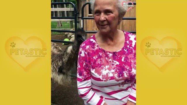 Unexpected ANIMALS Attack on Humans - Funny Animals Moments #funny #fails #laugh #viral