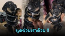 เจ้าตูบเล่นซน สุดท้ายได้เรื่องทำนุดหัวจะปวด จะเอาออกยังไงเนี่ย