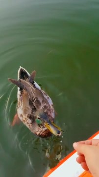 Brave Duck Eats Snacks From Person's Hands