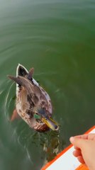 Скачать видео: Brave Duck Eats Snacks From Person's Hands