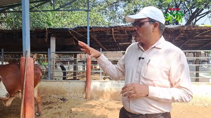 गोधन ओळख भाग - ३ ३ गाईंचा संगम असणारी राठी गाई