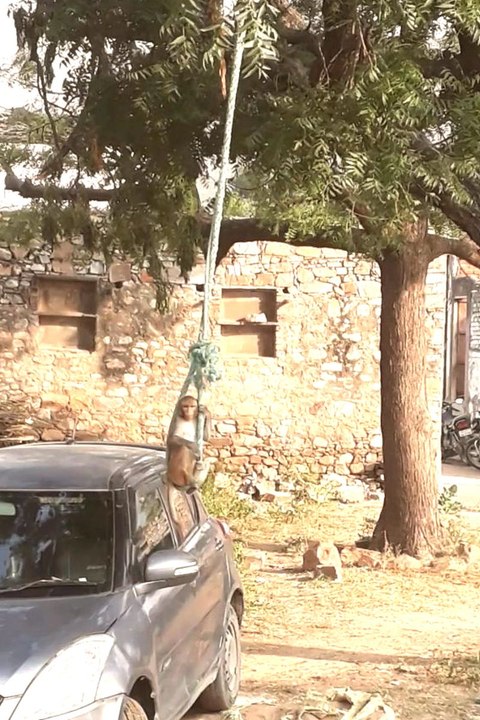 झूले का आनंद लेता बन्दर..., देखे वीडियो