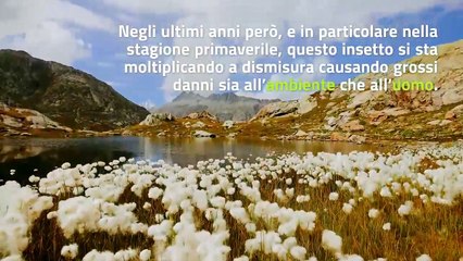 Invasione vespe killer in Italia: i rischi per l'uomo e l'ambiente