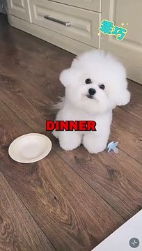 CUTE DOG LOVES FOOD! #animalstories #pets #animals #cutedog #cute #dogs #doglover