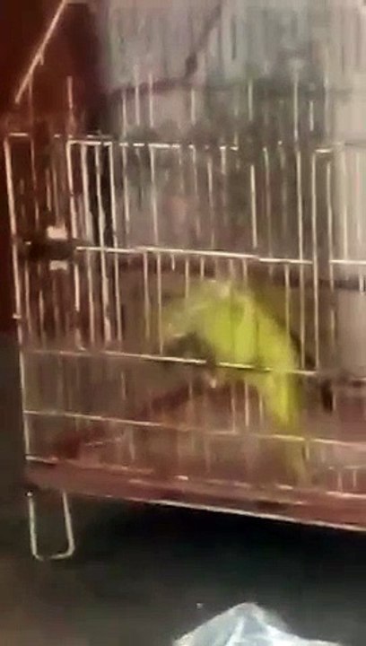 RING NECK PARROT/RING NECK PARROT TRY TO OPEN CAGE DOOR