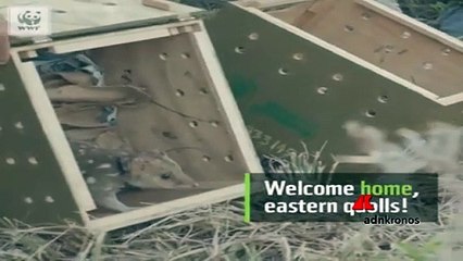 Il ritorno del gatto marsupiale maculato