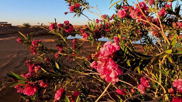 أمطار استثنائية تحيي بحيرات أماتها الجفاف في صحاري جنوب شرق المغرب