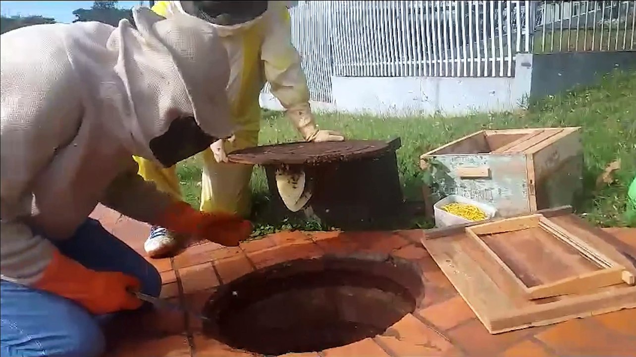 Mais um enxame de abelhas é removido pela Defesa Civil em Cascavel