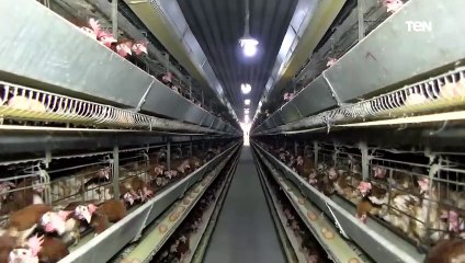 لتخفيض أسعاره بالأسواق.. جولة داخل محطة إنتاج 15 مليون بيضة في الإسكندرية وتفاصيل عن المشروع