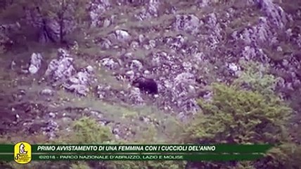 Primo avvistamento dell'anno nel video del Parco nazionale d'Abruzzo, Lazio e Molise