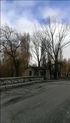 Ortucchio, ecco l'albero che cade e uccide l'operaio