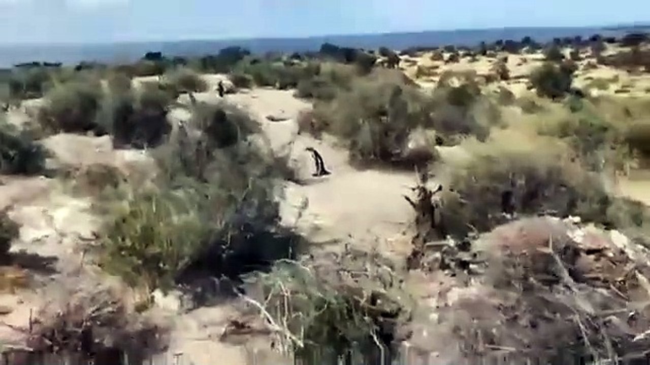 Grave denuncia en Punta Tombo; 140 nidos aplastados y un centenar de pingüinos electrocutados