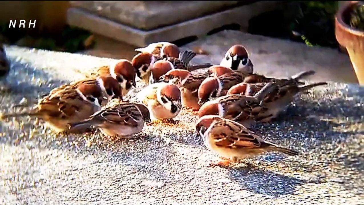 Relaxation video with beautiful bird, Sparrow