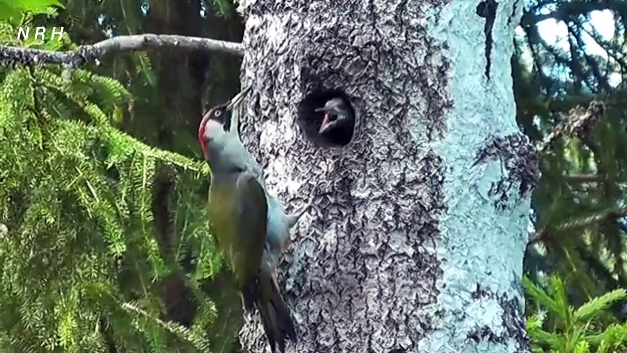 Relaxation video with beautiful bird, woodpecker.
