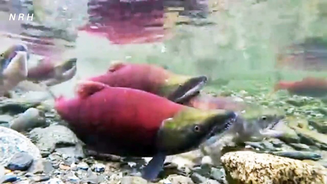 Relaxation video with colorful fish in water.