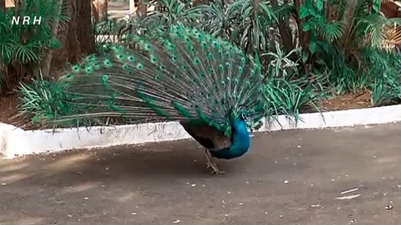 Beautiful bird (Peacock) relaxation film.