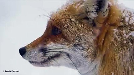 La volpe che si lascia accarezzare dalla neve