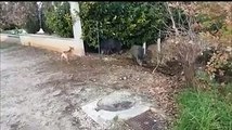 Vittorito, primo dell'anno con i cinghiali nel giardino di casa