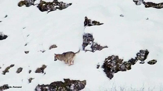 Il cane coraggioso che lascia a bocca asciutta i lupi