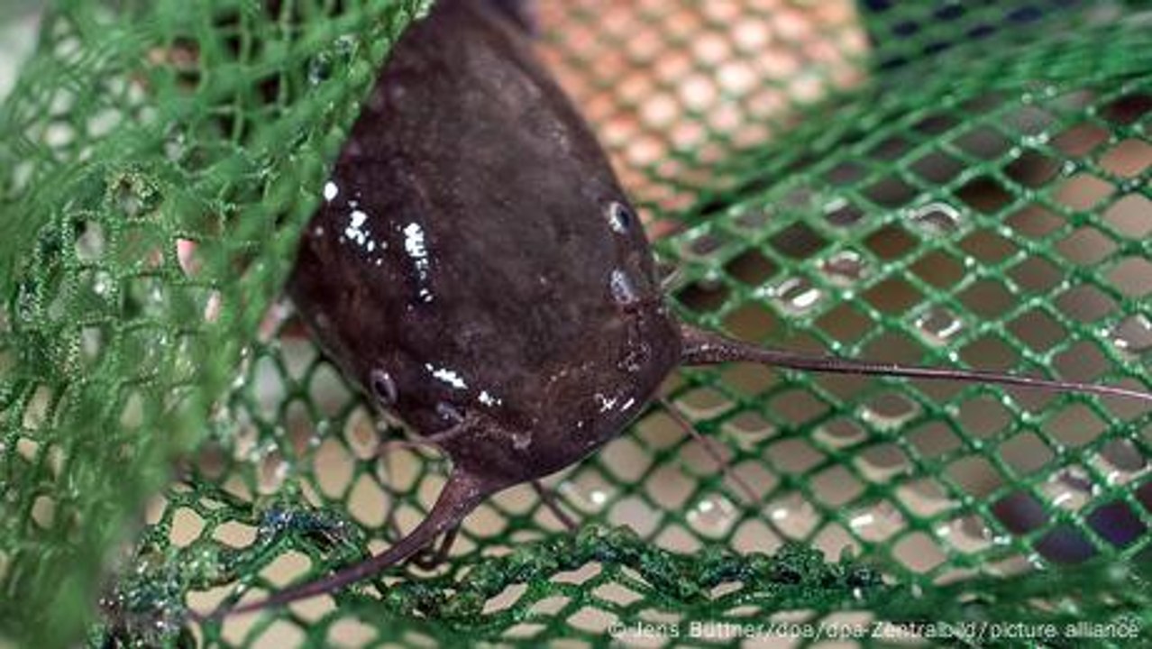 Slowakei: Fischzucht in ehemaliger Braunkohlemine