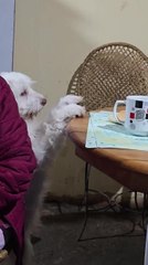 Descargar video: Dog Tries to Get Bread from Table