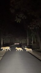 Tigress Crosses Road With Cubs in Pench National Park, India