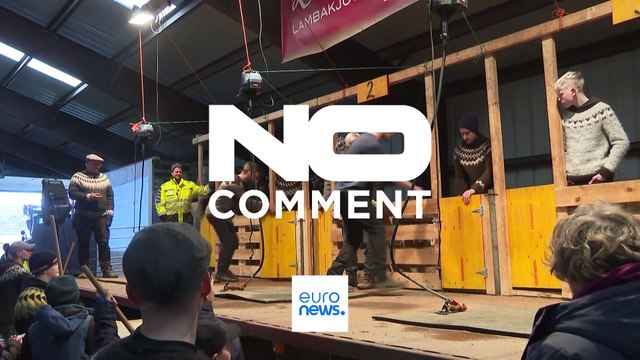 Campeonato islandês de tosquia de ovelhas reúne os melhores do setor