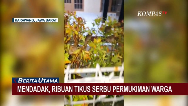 Heboh! Kawanan Tikus Serbu Permukiman Warga di Karawang