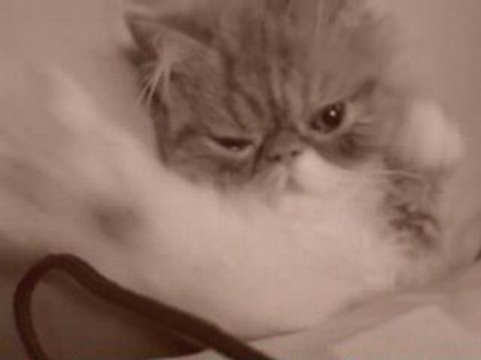 Bébé chat trop chou