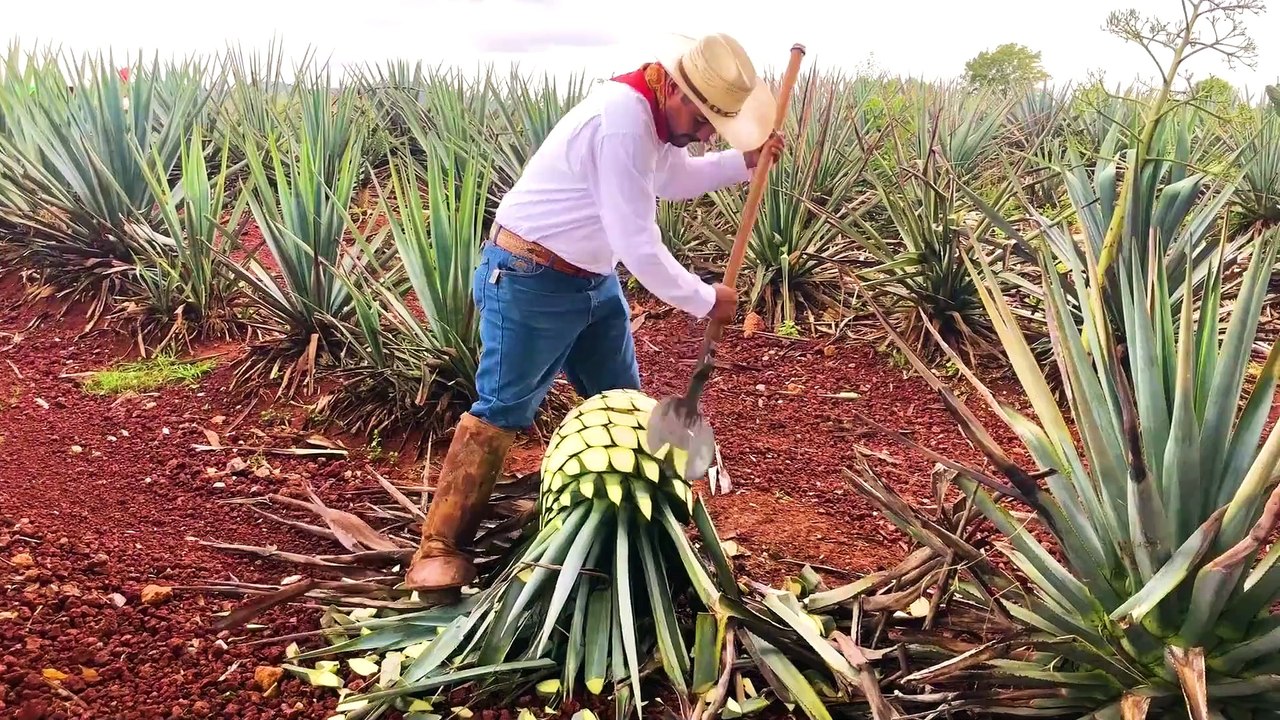 Could Mexican pulque be the next tequila or mezcal?