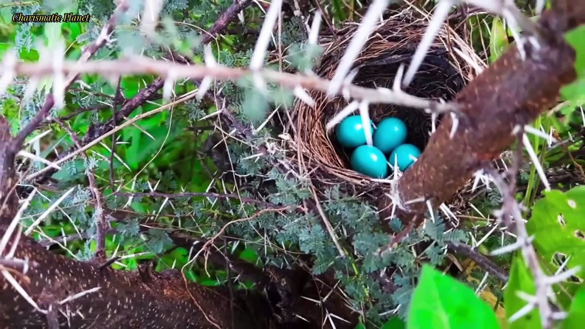 Indian robin documentary