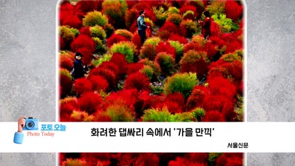 [포토오늘] 화려한 댑싸리 속에서 '가을 만끽'  / YTN
