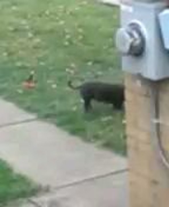 millie outside