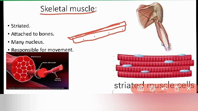 muscle tissue class 9 Biology in Urdu Hindi | muscular tissue | Lec#30 | cells and tissues | chp#4