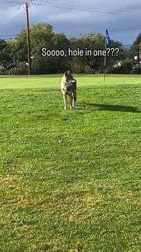 Coyote Steals Golf Ball